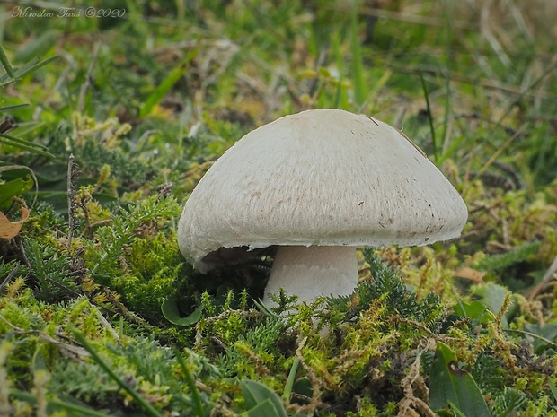 pečiarka poľná Agaricus campestris L.