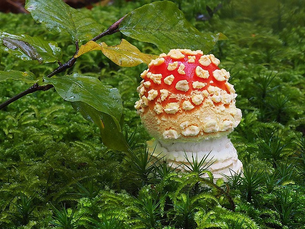 muchotrávka červená Amanita muscaria (L.) Lam.