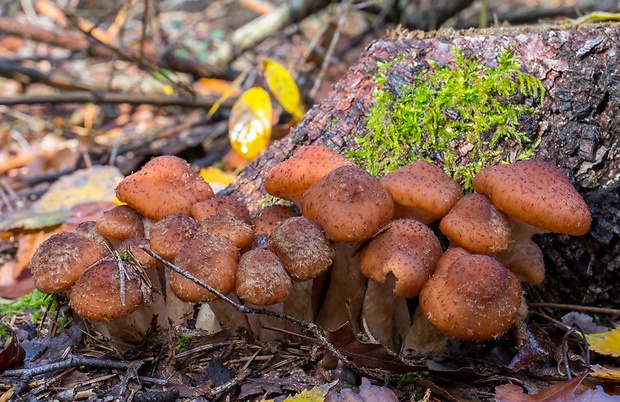 podpňovka tmavá Armillaria ostoyae (Romagn.) Herink