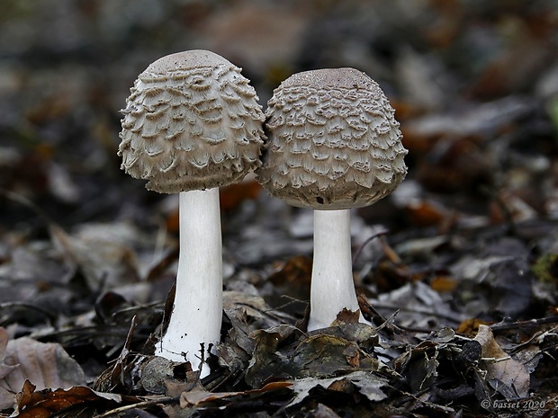 bedľa Olivierova Chlorophyllum olivieri (Barla) Vellinga