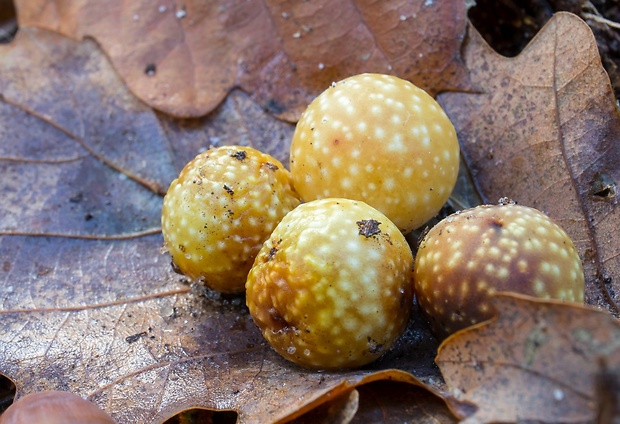 hrčiarka listová (sk) / žlabatka dubová (cz) Cynips quercusfolii Linnaeus, 1758