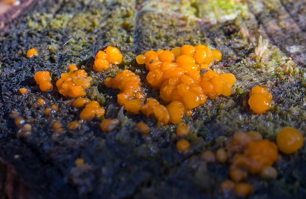 slzovec Dacrymyces sp.