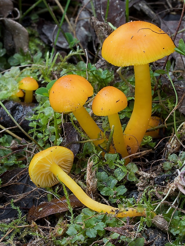 lúčnica vosková Hygrocybe ceracea (Wulfen) P. Kumm.