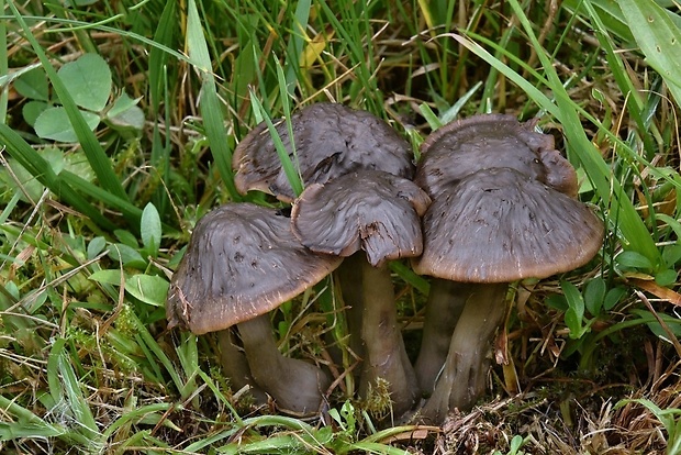 lúčnica ovčia Hygrocybe ovina (Bull.) Kühner