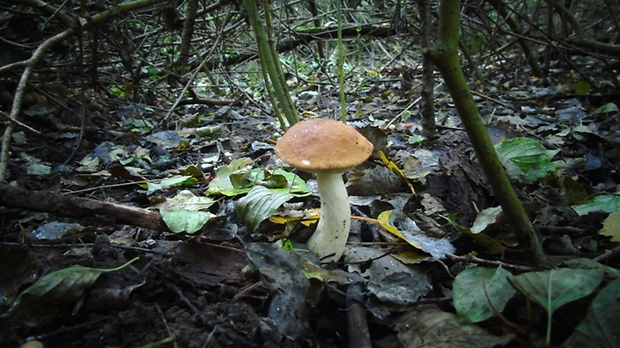 kozák osikový Leccinum albostipitatum den Bakker & Noordel.