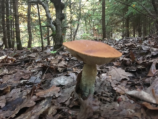 kozák osikový Leccinum albostipitatum den Bakker & Noordel.