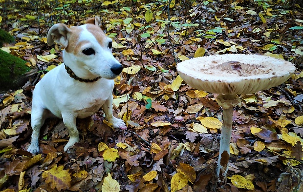 bedľa vysoká Macrolepiota procera (Scop.) Singer