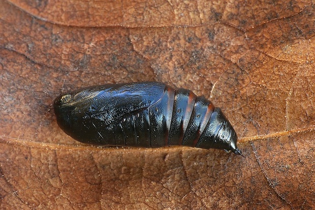 mora kapustová (sk) / můra zelná (cz) Mamestra brassicae Linnaeus, 1758