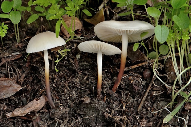 tanečnica fialovosivá Marasmius wynneae Berk. & Broome