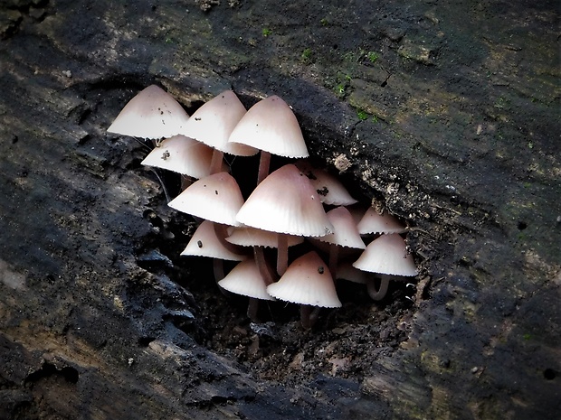 prilbička krvavomliečna Mycena haematopus (Pers.) P. Kumm.