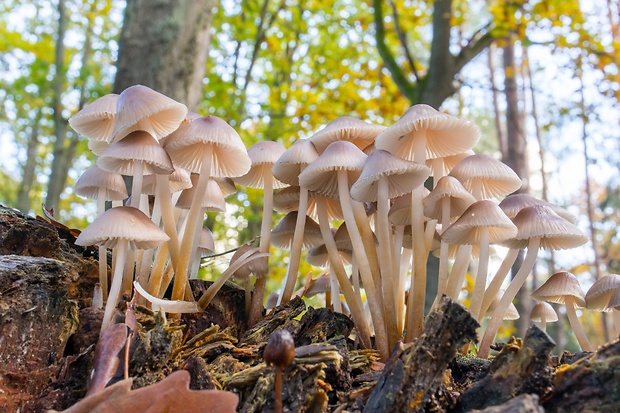 prilbička naklonená Mycena inclinata (Fr.) Quél.