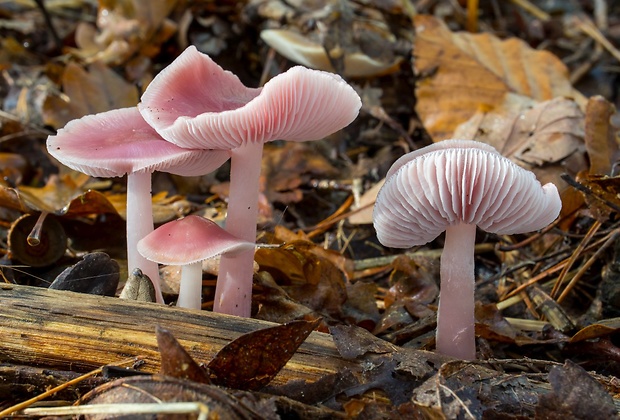 prilbička ružovkastá Mycena rosea Gramberg