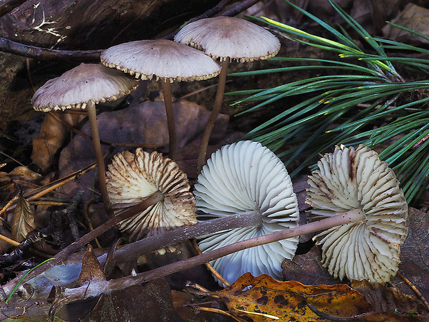 prilbička zefírová Mycena zephirus (Fr.) P. Kumm.