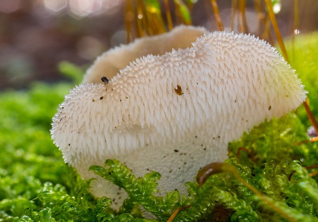 pajelenka želatínová Pseudohydnum gelatinosum (Scop.) P. Karst.