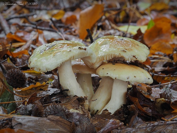 plávka žlčová Russula fellea (Fr.) Fr.