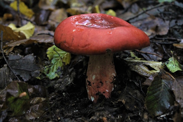 plávka Russula sp.