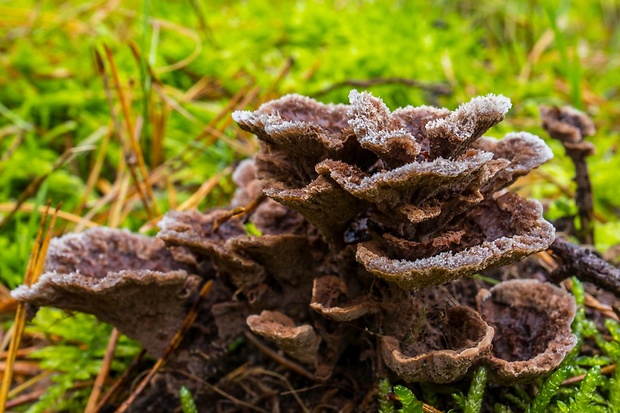 plesňovka zemná Thelephora terrestris Ehrh.