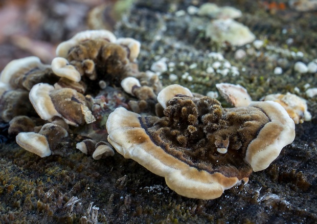 trúdnikovec chlpatý Trametes hirsuta (Wulfen) Lloyd