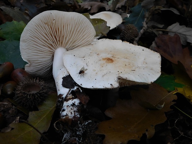 čírovka Tricholoma sp.