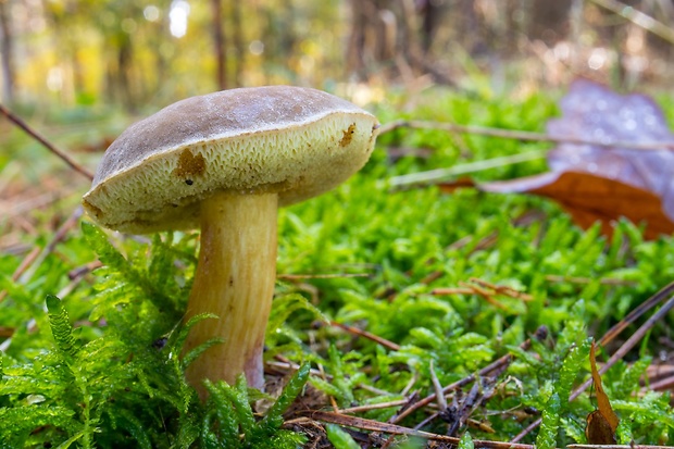 suchohríbnik zamatový Xerocomellus pruinatus (Fr. & Hök) Šutara