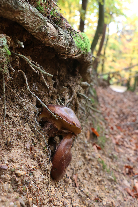 masliak obyčajný Suillus luteus (L.) Roussel