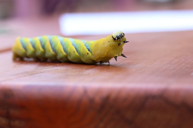 lišaj smrtihlav  Acherontia atropos