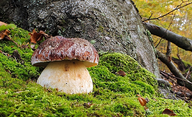 hríb sosnový Boletus pinophilus Pil. et Dermek in Pil.