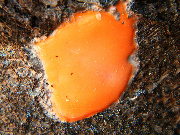 slizovka Dictydiaethalium plumbeum (Schumach.) Rostaf. ex Lister