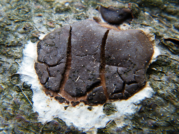 slizovka Dictydiaethalium plumbeum (Schumach.) Rostaf. ex Lister