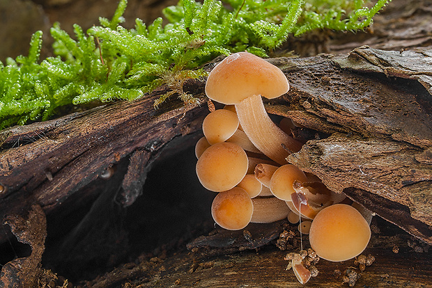 plamienka Flammulina sp.