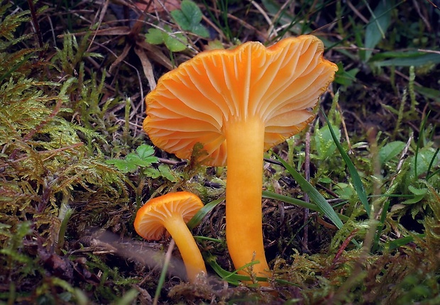 lúčnica vosková Hygrocybe ceracea (Wulfen) P. Kumm.