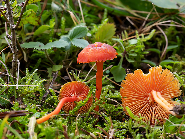 lúčnica hnednúca Hygrocybe cf. phaeococcinea (Arnolds) Bon