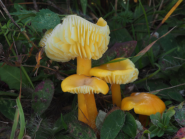 lúčnica citrónovožltá Hygrocybe chlorophana (Fr.) Wünsche