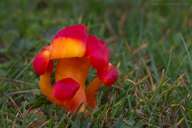 lúčnica šarlátová Hygrocybe coccinea (Schaeff.) P. Kumm.