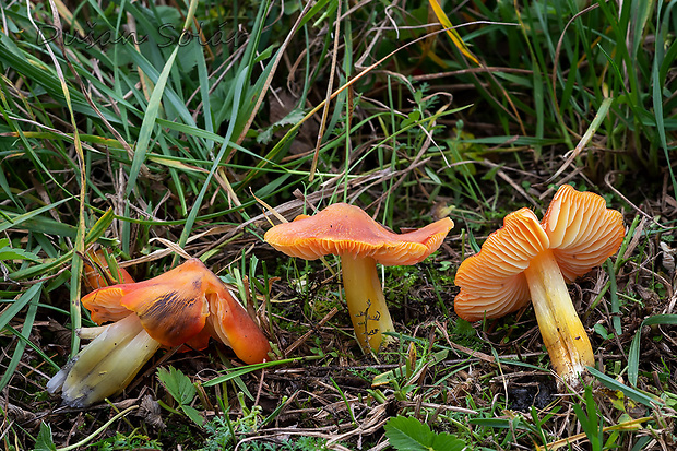 lúčnica kužeľovitá Hygrocybe conica (Schaeff.) P. Kumm.