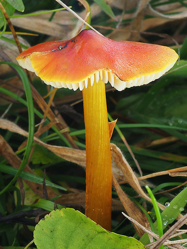 lúčnica kužeľovitá Hygrocybe conica (Schaeff.) P. Kumm.