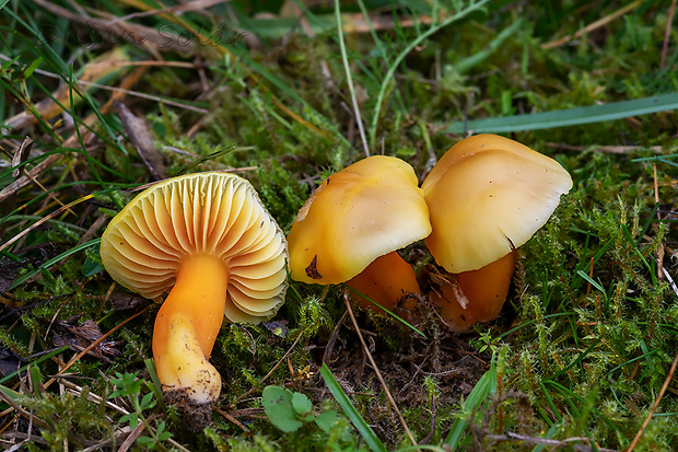 lúčnica páchnuca Hygrocybe quieta (Kühner) Singer