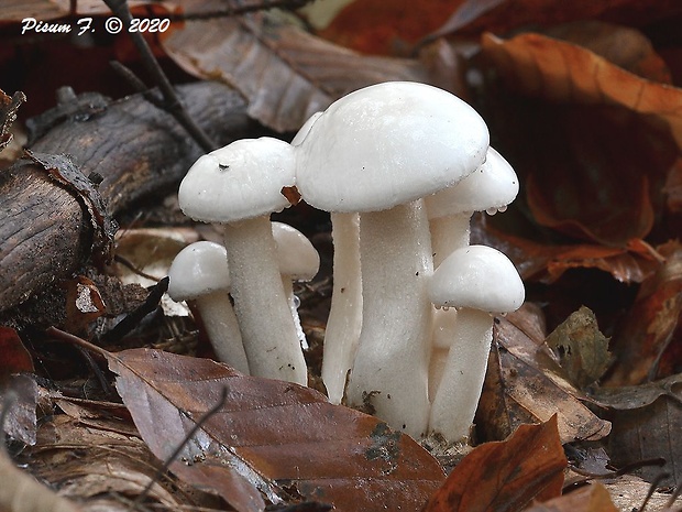 šťavnačka slonovinová Hygrophorus eburneus (Bull.) Fr.