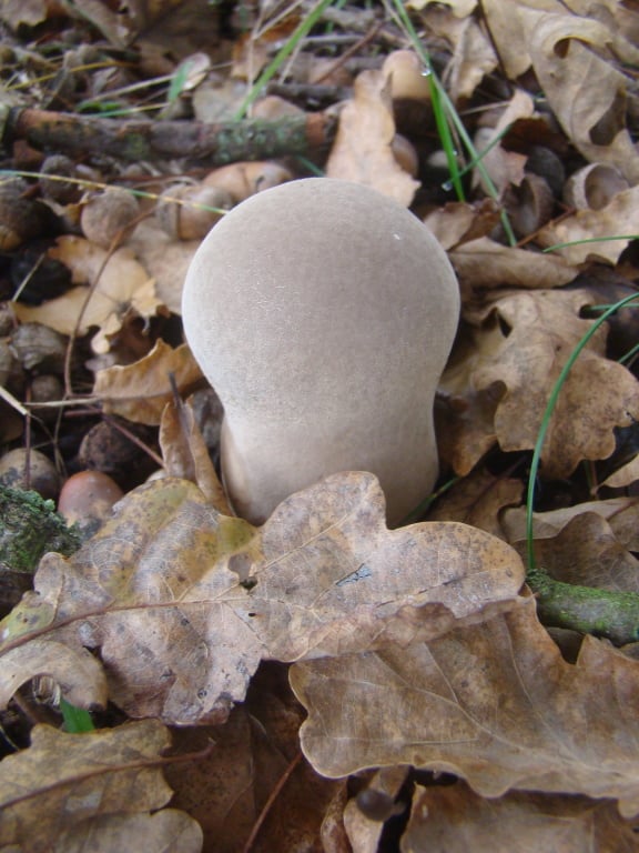 rozpadavec stopkatý Lycoperdon excipuliforme (Scop.) Pers.