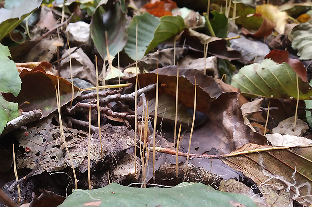 kyjovka tenká Macrotyphula juncea (Alb. & Schwein.) Berthier