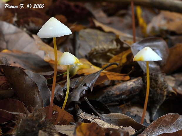 prilbička šafranová Mycena crocata (Schrad.) P. Kumm.