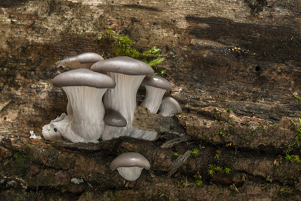 hliva ustricovitá Pleurotus ostreatus (Jacq.) P. Kumm.