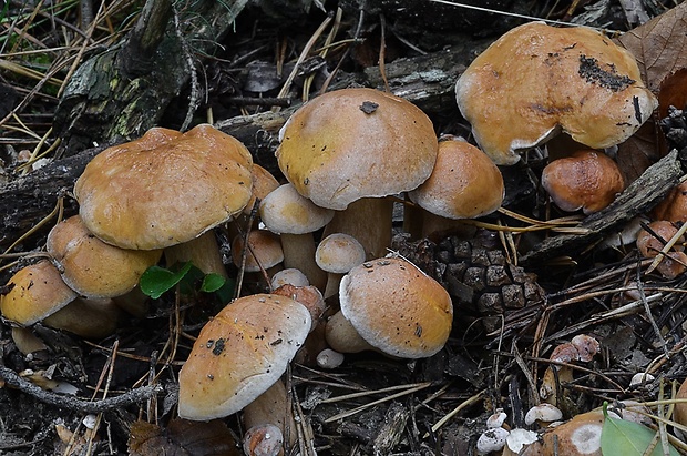 masliak kravský Suillus bovinus (Pers.) Roussel