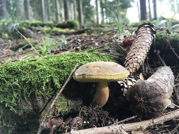 suchohríb žltomäsový Xerocomellus chrysenteron (Bull.) Šutara