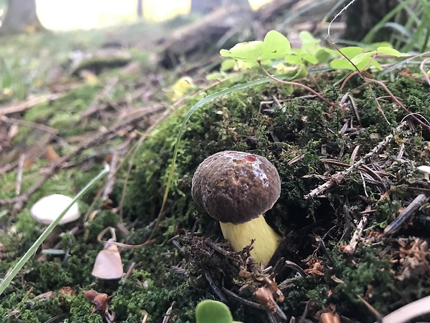 suchohríb zamätový Xerocomellus chrysenteron (Bull.) Šutara