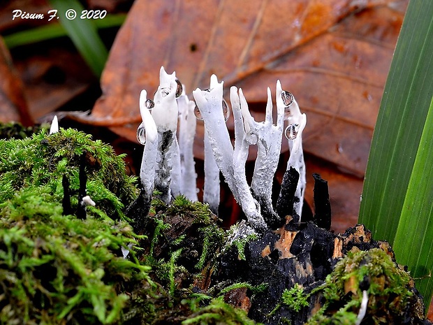 drevnatec parohatý Xylaria hypoxylon (L.) Grev.