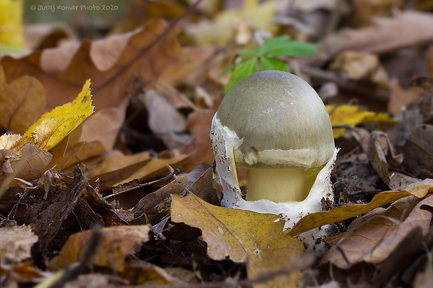 muchotrávka zelená Amanita phalloides (Vaill. ex Fr.) Link