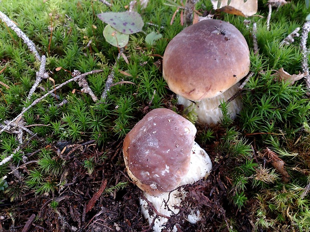 hríb smrekový Boletus edulis Bull.