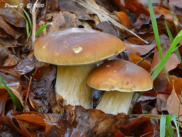 hríb smrekový Boletus edulis Bull.