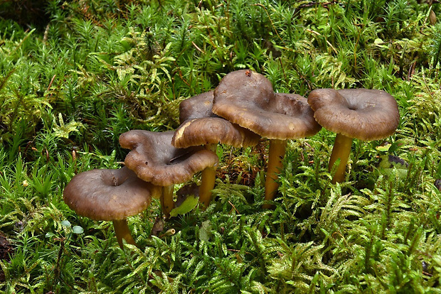 kuriatko lievikovité Craterellus tubaeformis (Fr.) Quél.